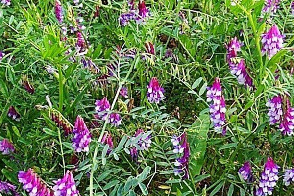 光叶紫花苕的种植技术