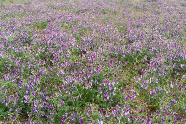 光叶紫花苕可以食用吗？