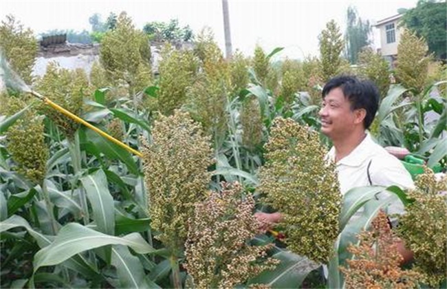 甜高粱种植技术