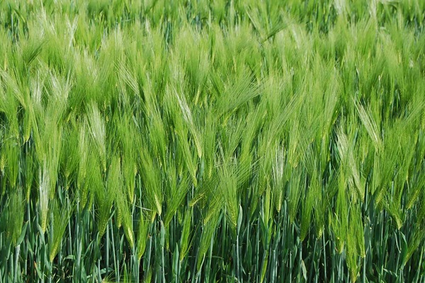 大麦种子如何种植