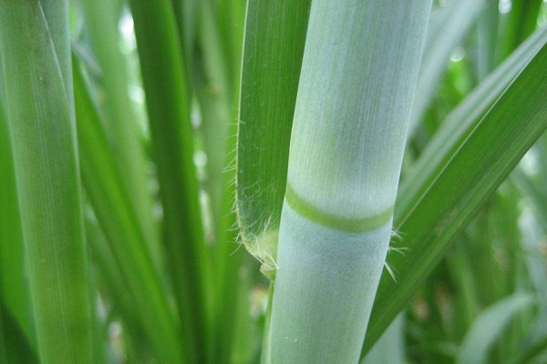 甜象草种子种植方法是什么？