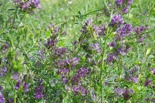 紫花苜蓿一亩地用几斤种子