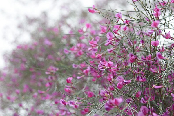 花棒种子的种植方法