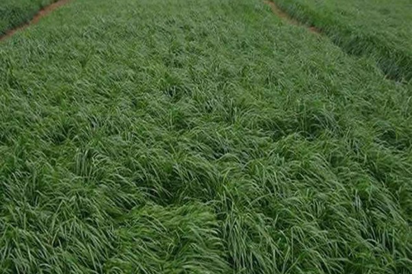 黑麦草亩产多少斤鲜牧草?