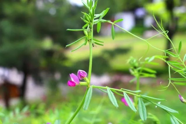 箭筈豌豆栽培技术