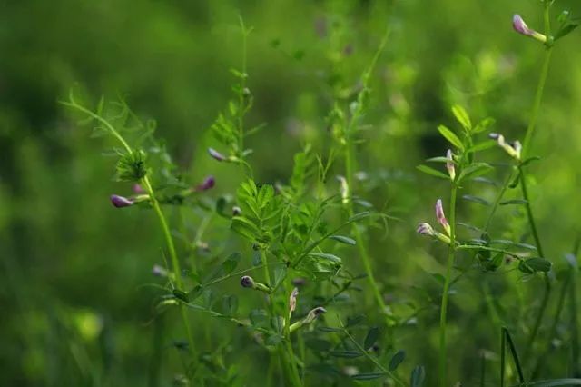 箭筈豌豆别名：春箭筈豌豆、春巢菜、大巢菜、普通野豌豆、救荒野豌豆、普通苕子、光叶苕子、野豌豆.jpeg