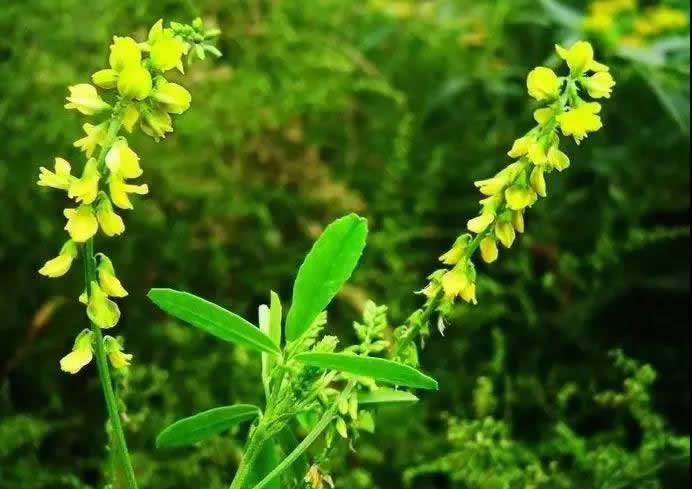 草木樨种植方法