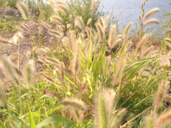 杂交狼尾草喜欢什么样的环境，温度适宜才能生长茂盛