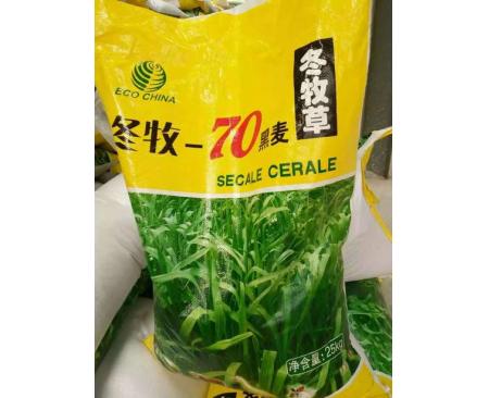 【冬牧芽率不达标】关于黑麦—冬牧70