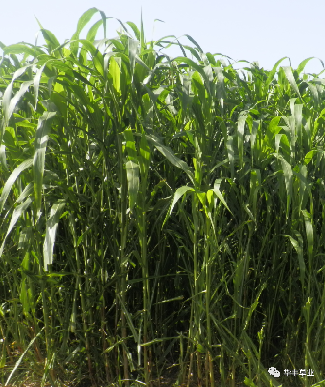 微信图片_20201102233734.jpg 微信图片_20201102233734.jpg