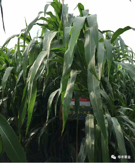 微信图片_20201102233737.jpg 微信图片_20201102233737.jpg