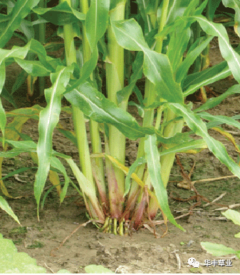 微信图片_20201102233745.jpg 微信图片_20201102233745.jpg