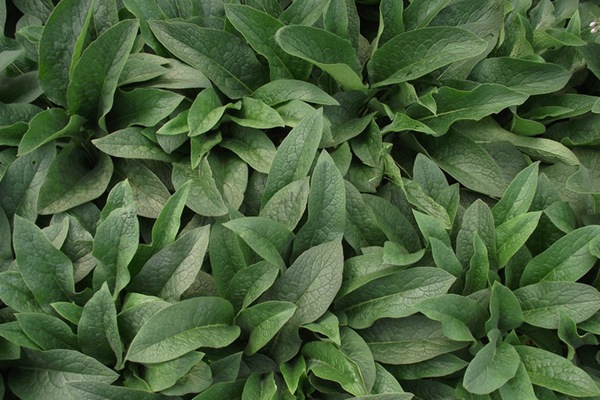 俄罗斯饲料菜种子